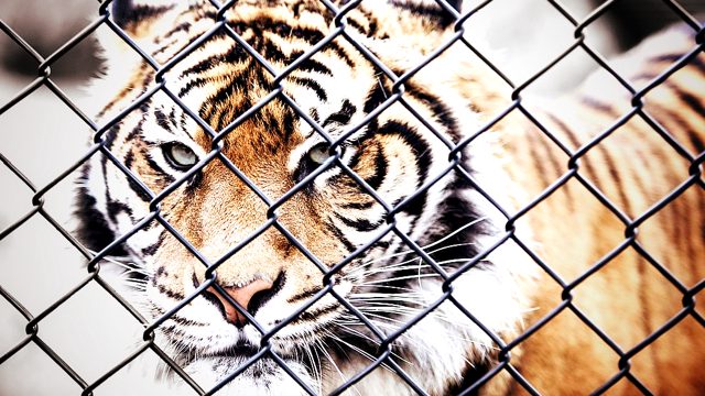 HORROR: Zoo in Denmark Is Asking Pet Owners to Donate Their Animals to Become Food for Caged Predators