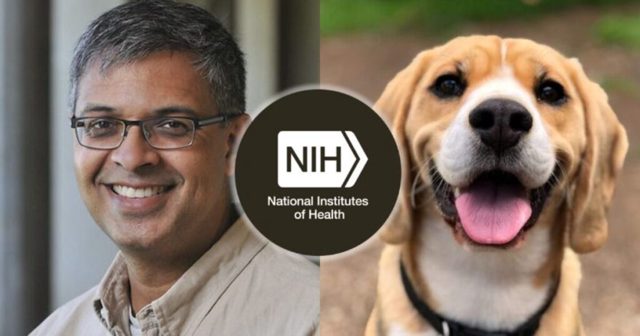 BREAKING: Pressure from White Coat Waste and Gateway Pundit’s Reporting Forces NIH to Begin Phasing Out Dog and Cat Labs