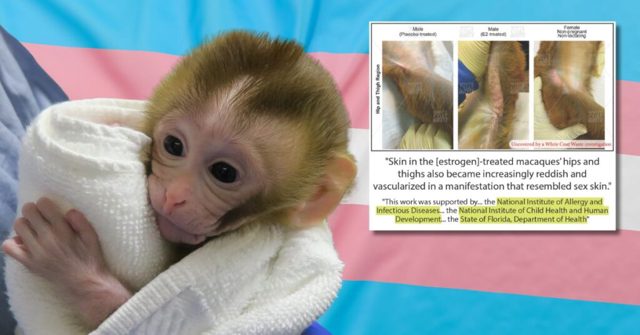 SHOCKING EXCLUSIVE: Taxpayer Dollars from NIH Used to Create ‘Transgender Monkeys’ to Inject with mRNA Vaccines