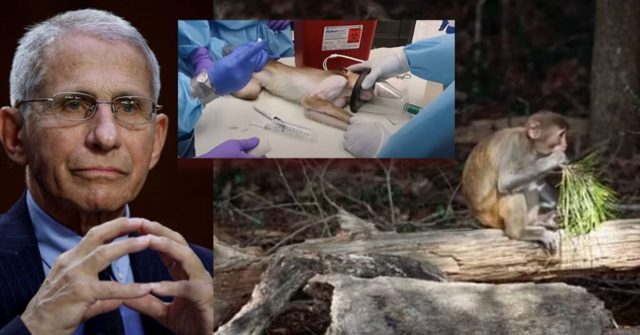 House Appropriations Committee Targets Fauci’s Taxpayer-Funded Monkey Island in FY26 NIH Spending Bill