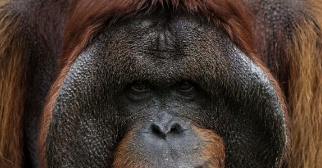 Russian Boxer Anastasia Luchkina Sparks Uproar After Giving an Orangutan a Vape Pen