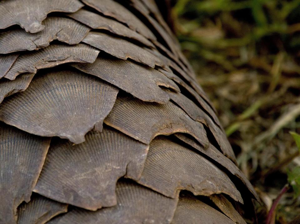 Pangolin scales up close. gmacfadyen via Flickr