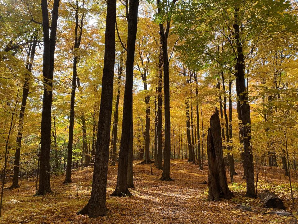 Fall foliage at Shelburne Farms on Oct. 23, 2022.