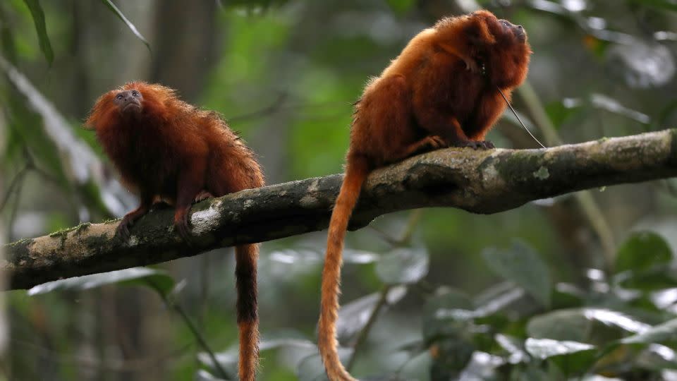 Golden Lion Tamarins are seen in the Atlantic Forest region of Silva Jardim in Rio de Janeiro state, Brazil, December 2, 2021. - Pilar Olivares/Reuters