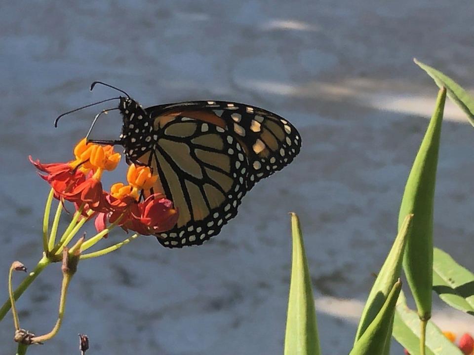 An adult monarch on a milkweed plant. Monarchs need milkweed, but homeowners should avoid planting tropical milkweed, which carries a harmful bacterium.