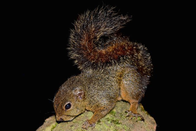 Ronald Diaz A new species of dwarf squirrel