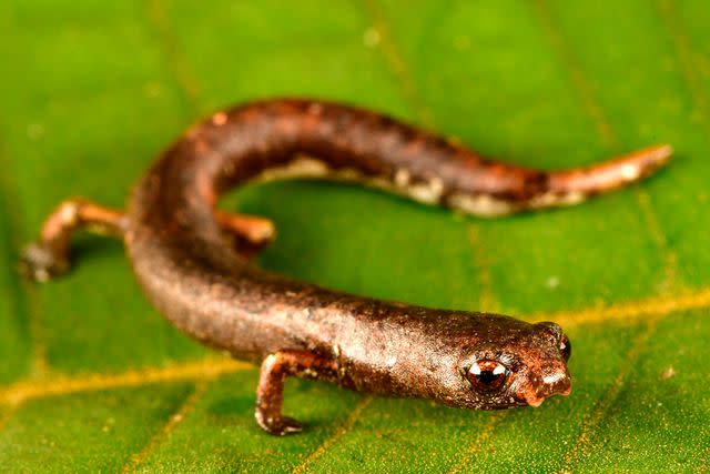 Trond Larsen A new species of salamander found in Alto Mayo Landscape