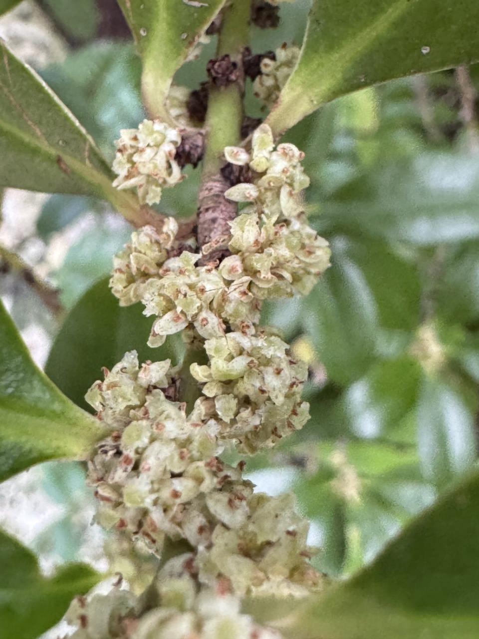 The small white flowers of the myrsine tree, which is ideal for corners of walkways, near entries, or for natural screening.