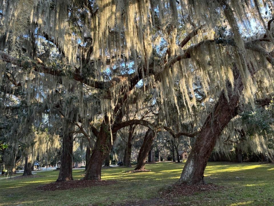 Iconic live oak trees decorated with Spanish moss.