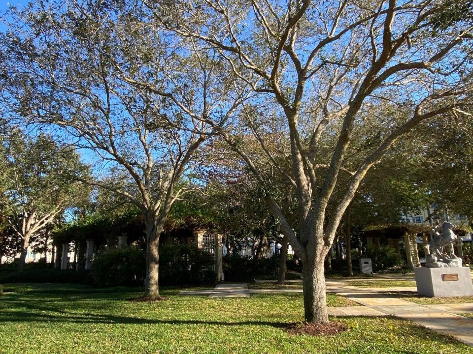 Live oaks make a fine asset to any property, particularly because of their value as providers of shade.