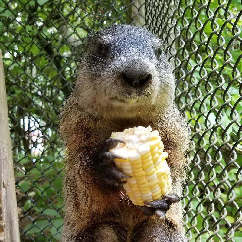 The Howell Nature Center, 1005 Triangle Lake Road, hosts a wildlife ambassador program to help teach visitors about animals and their habits.