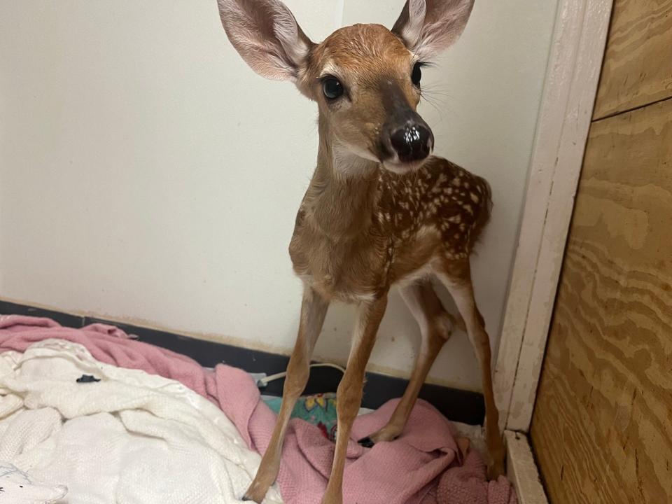 The Howell Nature Center, 1005 Triangle Lake Road, treats more than 2,000 animals per year, totaling more than 100 different species.