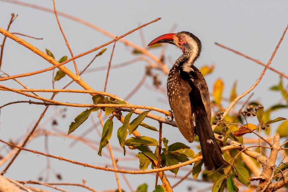 A bird looking like a cross between a falcon and a toucan on branches.