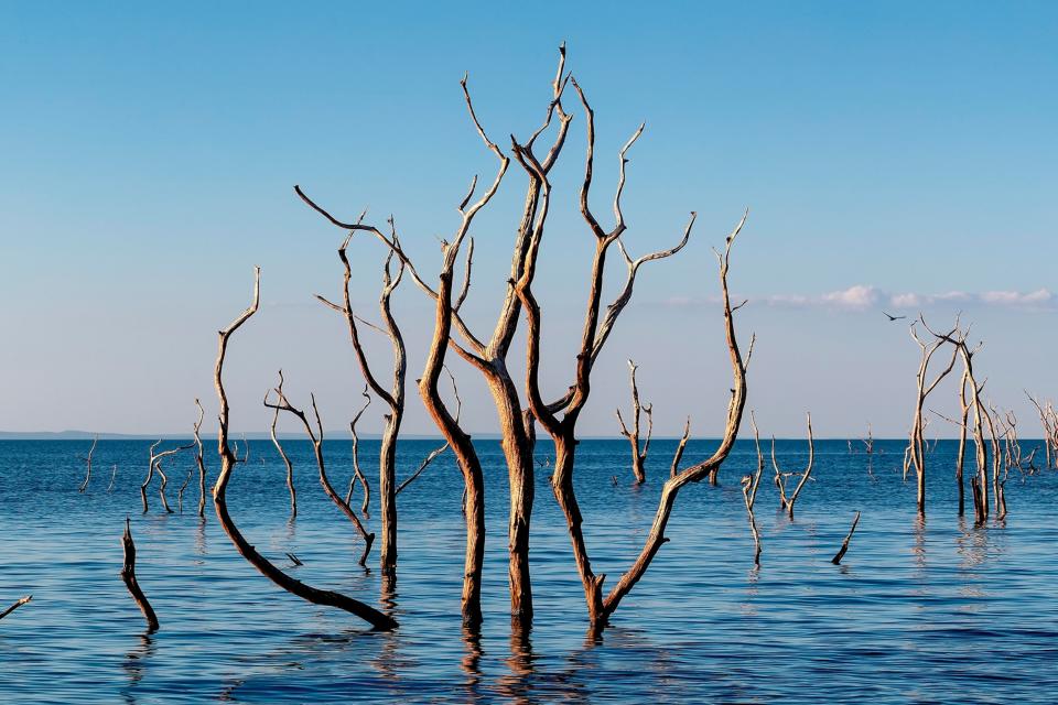 Dead tree branches emerging from a lake