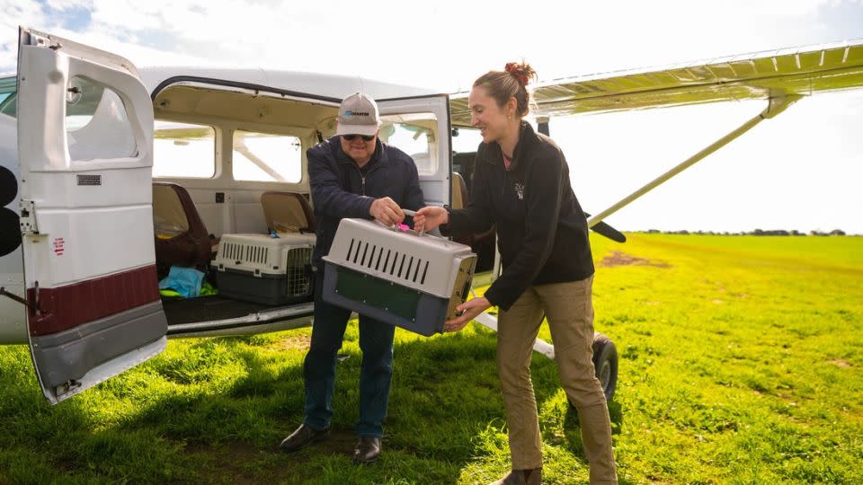 The Marna Banggara team transporting bettongs by plane for reintroduction. - WWF-Australia / Juansimage.com