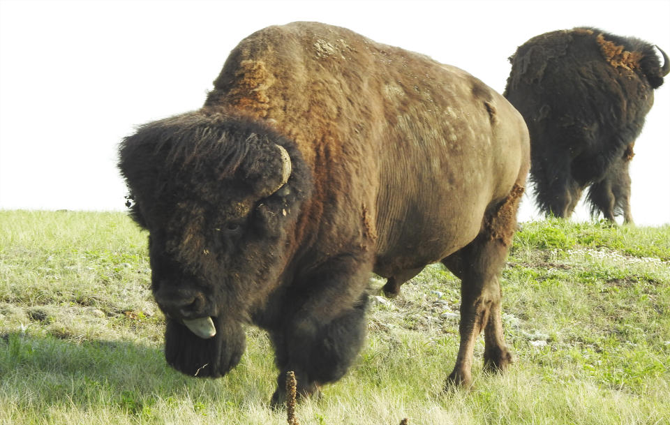 Bison, Wind Cave National Park, South Dakota - United States