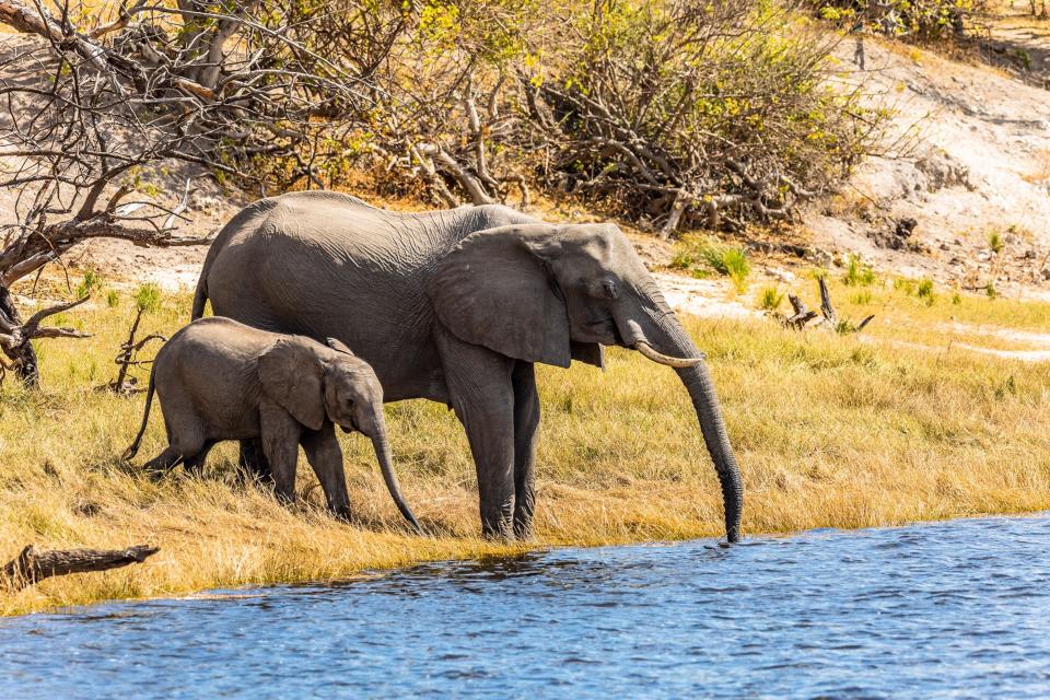 One Mother and child elephant duo refreshing themselves by a river in South Africa.