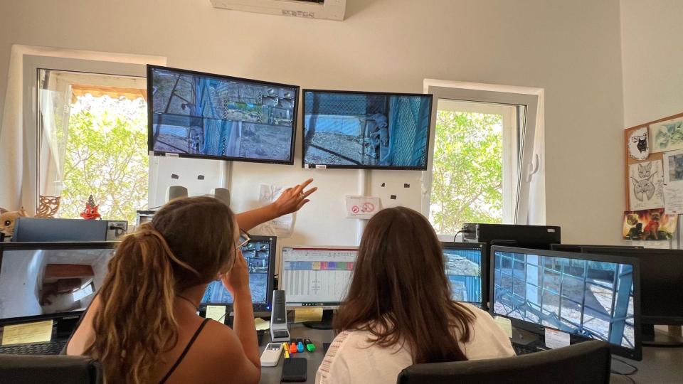 Monitoring the lynxes at the Silves clinic