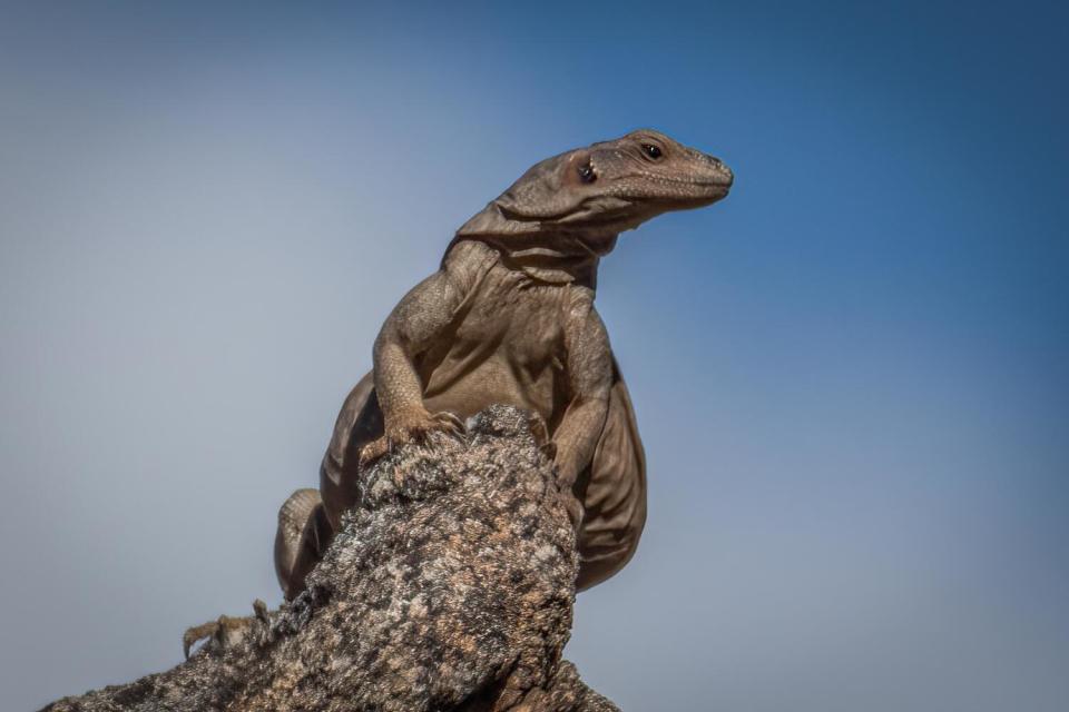 A male chuckwalla lizard in Anza-Borrego Desert State Park. Chuckwalla National Monument is named for the stocky reptiles