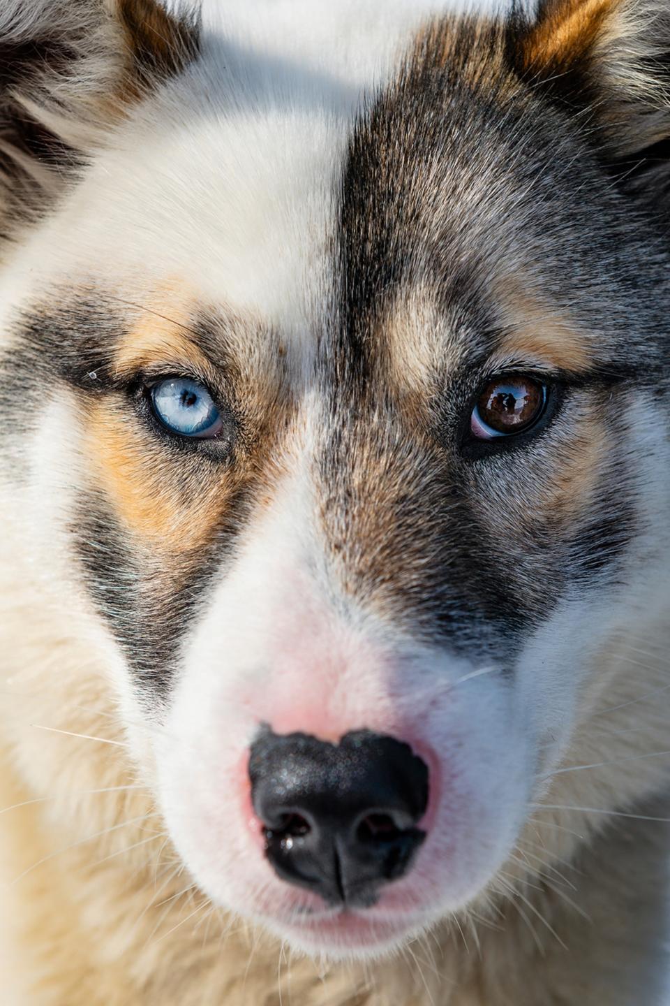 Close-up portrait shot of a husky with two different eye colours.