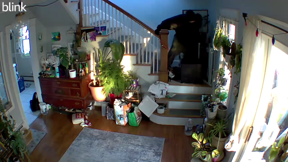 On Jan. 13, 2025, a home on Winthrop Street in Taunton was burglarized. One of 3 perpetrators, seen here via the home's security cameras, went upstairs and would eventually retrieve a safe. He's seen here rolling the safe down the stairs. Taunton PD arrested three on Feb. 3 in connection with this home burglary.