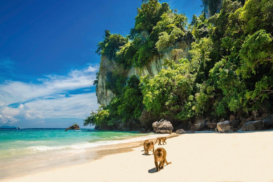 A sandy beach overhung with green cliffs and three monkeys roaming around.