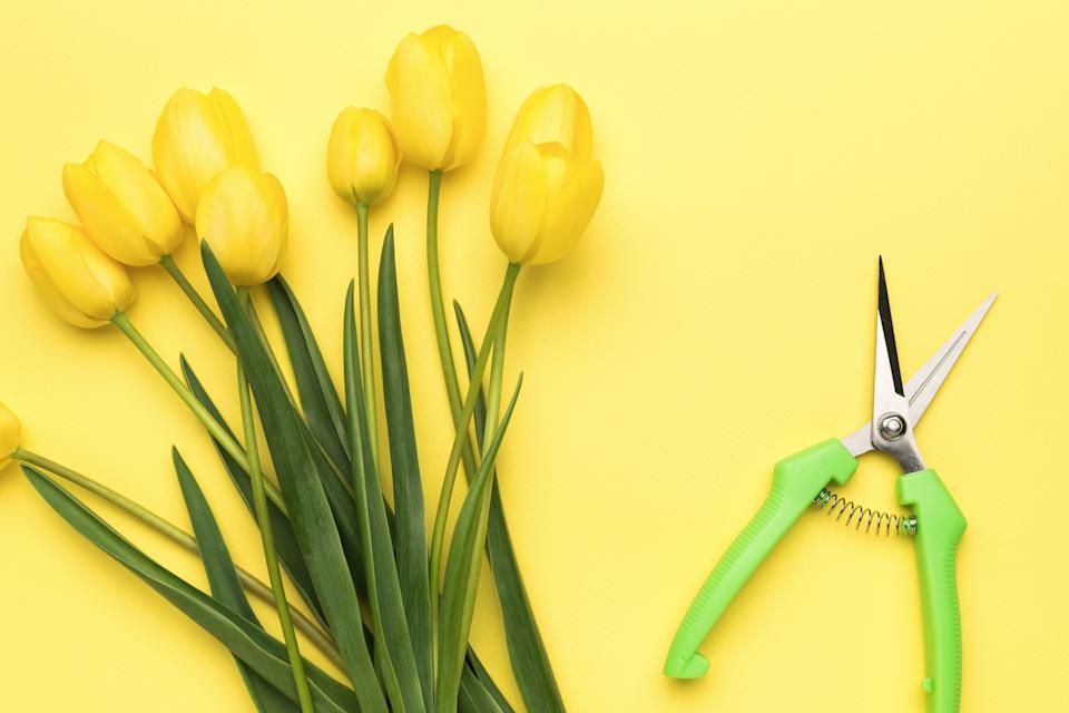 Yellow Tulips with Green Pruning Shears on Bright Yellow Background