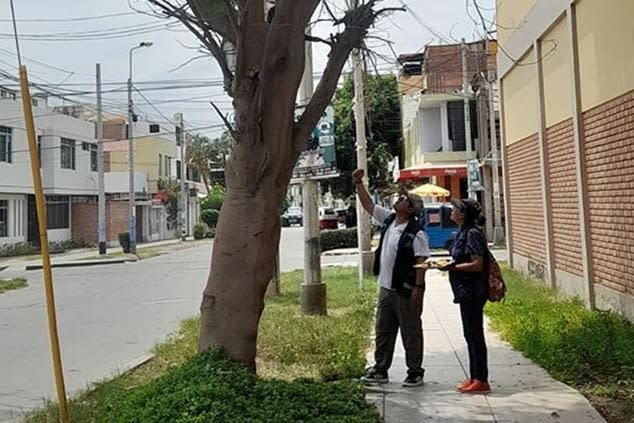 A black-capped capuchin monkey was captured in an Ica, Peru, neighborhood after breaking into multiple homes. Photo courtesy of the National Forestry and Wildlife Service