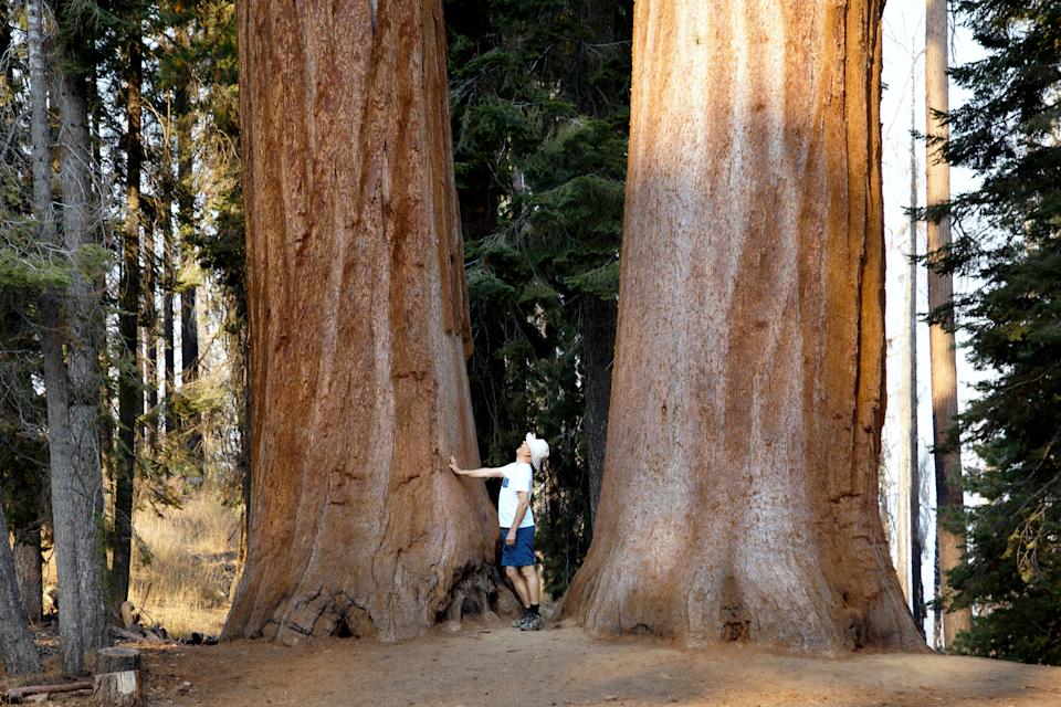 Man in Sequoia National Park admiring a Giant Sequoia tree.