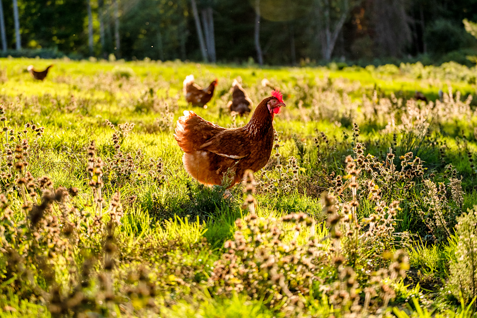 A pasture-raised hen from Pete & Gerry's. (Pete & Gerry's)