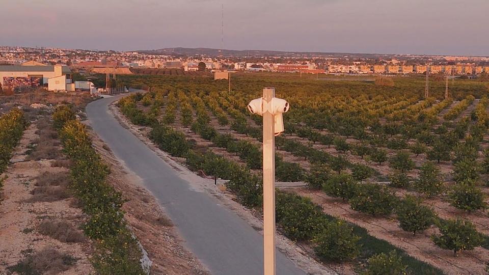 A long tarmac road separates rows of neatly planted lemon trees as part of a large grove which extends to both sides of the image. A Metal pole is visible below the camera line which has CCTV cameras mounted to the top. Houses, factories and hills are visible further in the distance with a warm light suggesting the sun is setting.