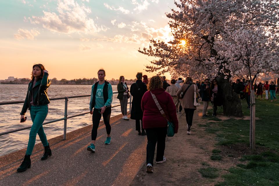 Washington, DC - March 21, 2024: Crowds of tourists walk around the tidal basin, enjoying cherry blossom trees in peak bloom