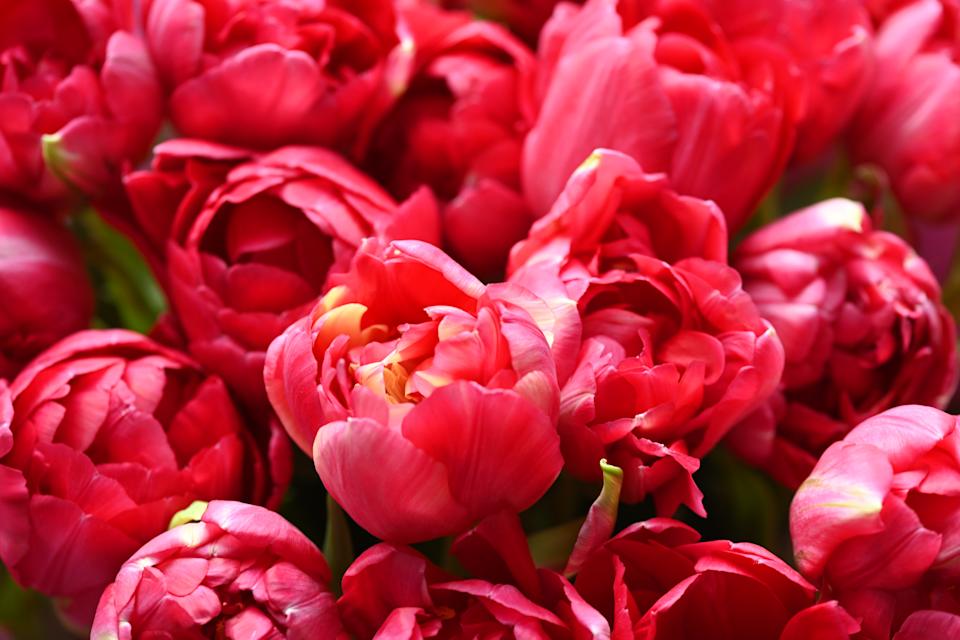 beautiful red tulips macro