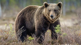 Russia is a bear, not a ‘paper tiger’ – Kremlin to Trump