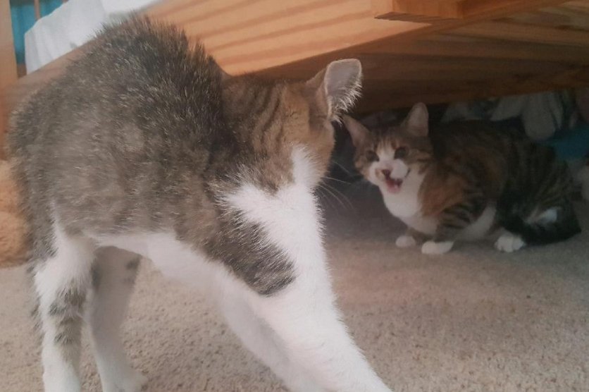 Two playful cats interacting in a cozy indoor setting, one stretching and the other vocalizing, showcasing their playful behavior.