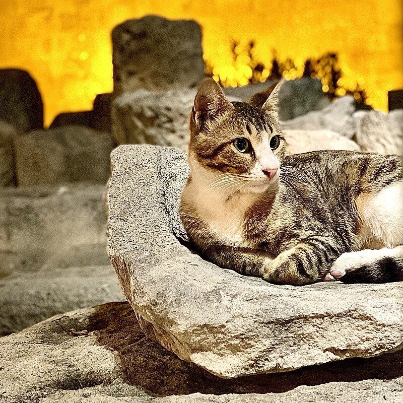 A tabby cat lounging on a stone surface with a warm, illuminated background.