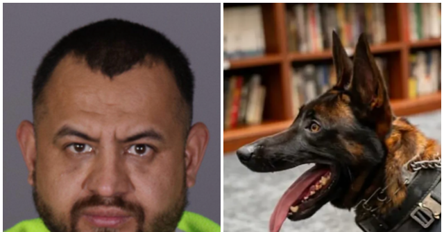 Sanctuary California: Illegal Alien Accused of Shooting, Killing K-9 Police Dog Named ‘Spike’