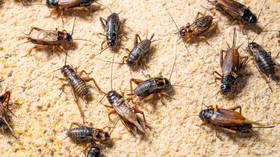 Russians will never eat insects – top MP