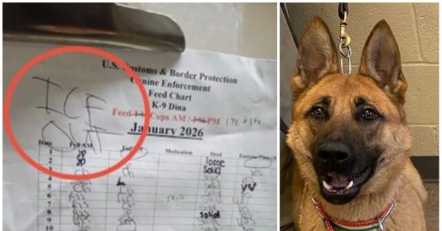 Anti‑ICE Activists Sink to New Low — Border Patrol K‑9 Hit with Political Threat at Minneapolis Kennel