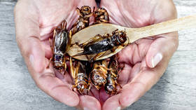 The EU would rather eat bugs than be real about its energy problems