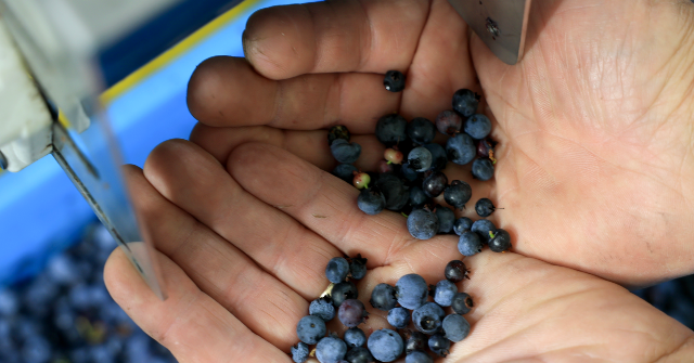 Frozen Blueberries Recalled Due to Life-Threatening Listeria Risk
