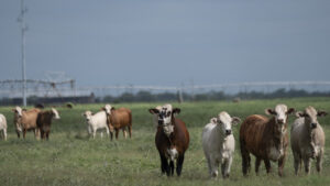 Flesh-eating parasite forces Canada to ban Texas livestock
