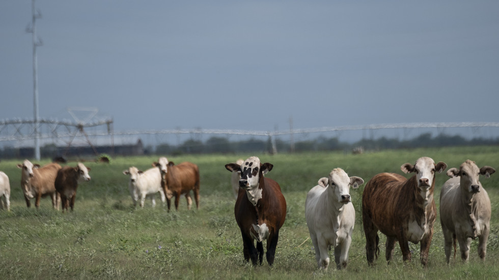 Flesh-eating parasite forces Canada to ban Texas livestock