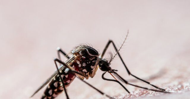 Google Seeks Federal Approval to Release 32 Million Sterile Mosquitoes in California and Florida