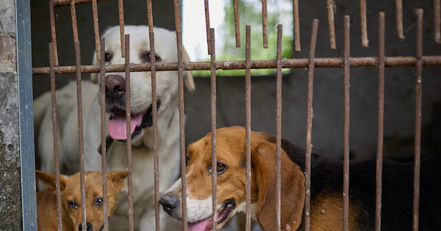 Exclusive: China’s Yulin, Infamous for Dog Meat Festival, Sees First Dog Butcher Escape Gruesome Business