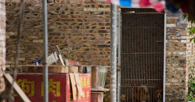 China’s Gruesome Yulin Dog Meat Festival Begins with Slow Sales, but Thousands Butchered