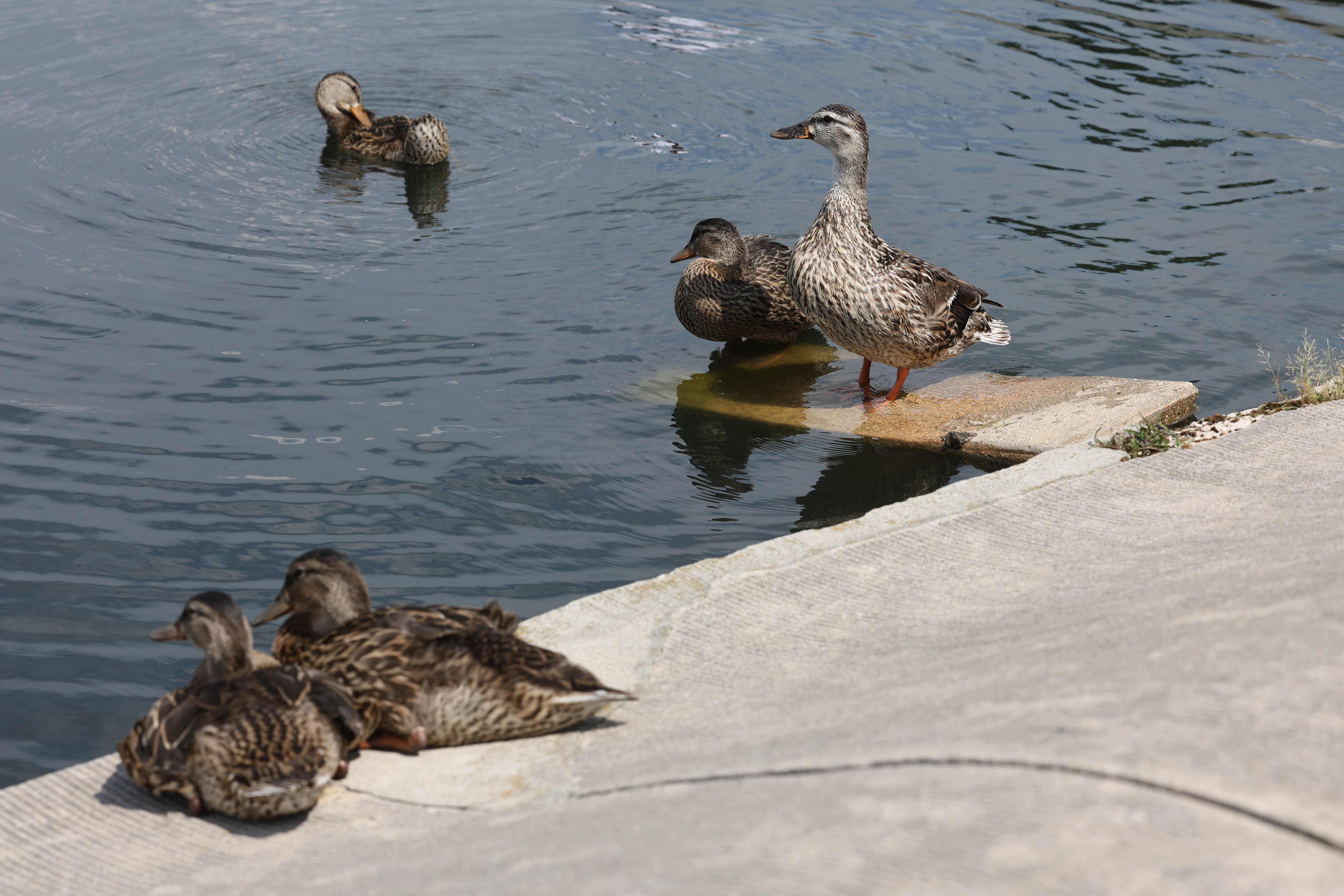 The Capitol Reflecting Pool is seen outside the U.S. Capitol in Washington, on June 25, 2026.