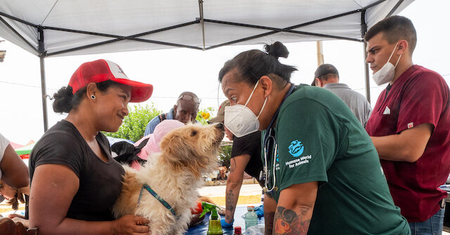 Exclusive: Animal Rights Volunteers Treat Hundreds of Pet Earthquake Victims in Venezuela