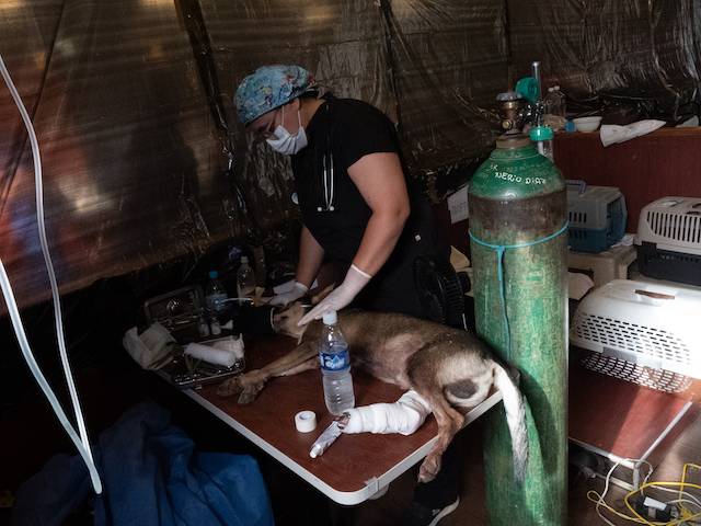 Dr. Maria Daniela Gomez checks Campesino, a dog with a broken leg, after surgery at an emergency veterinary clinic inside the McDonald’s in La Guaira, Venezuela.