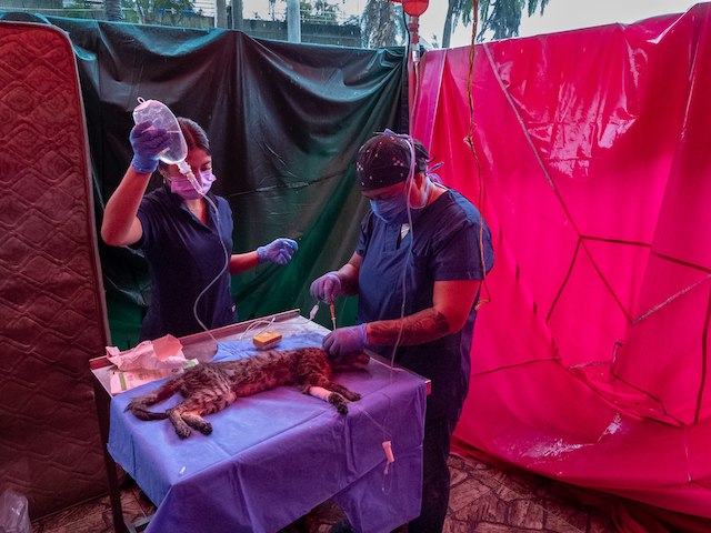 Dr. Lluvia Iris Diaz performs surgery to cat at an emergency veterinary clinic inside the McDonald’s in La Guaira, Venezuela.